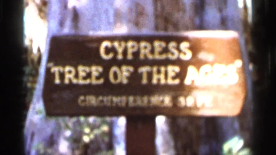 Soft 8mm close view of the Cypress Tree of the Ages sign, with smaller circumference text partly obscured by blur and glare.