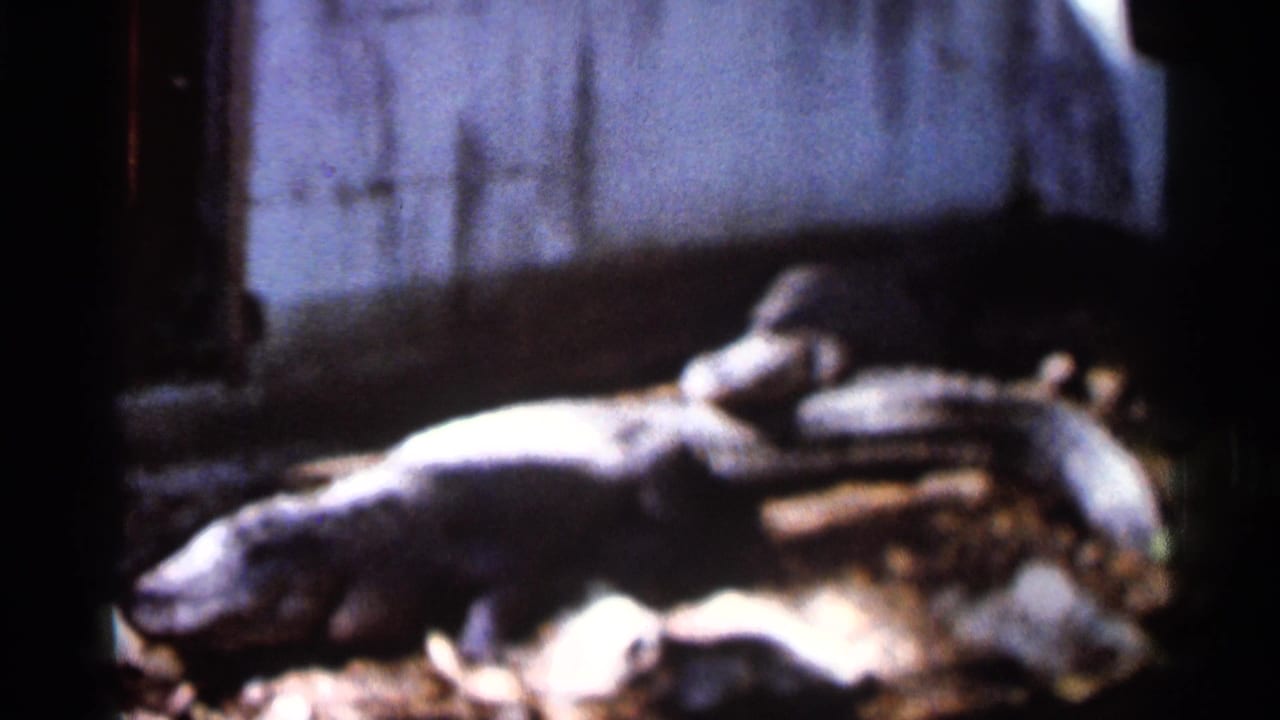 1966 Florida 8mm frame showing a large alligator lying beside a weathered wall or enclosure, with soft focus and high contrast.