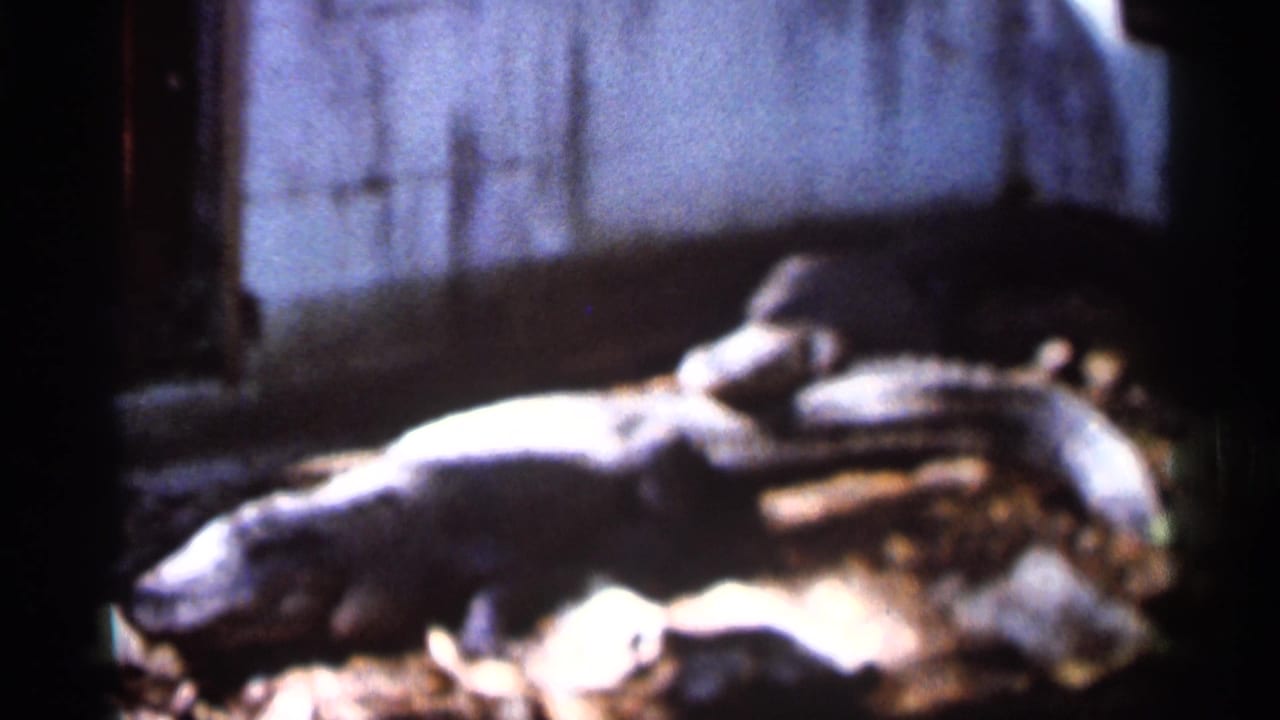 Alligator lying on the ground beside a wall, seen in a repeated close view.