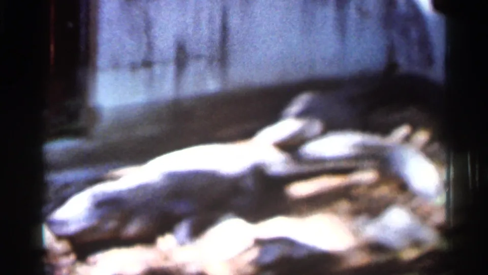 1966 Florida frame showing the alligator from a similar angle, with blurred detail, bright highlights, and visible film grain.