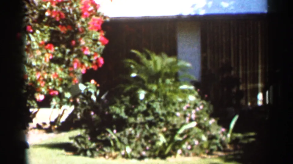 1966 Florida home-movie frame of a sunlit garden with red flowers, dense shrubs, lawn, and a shaded building facade.