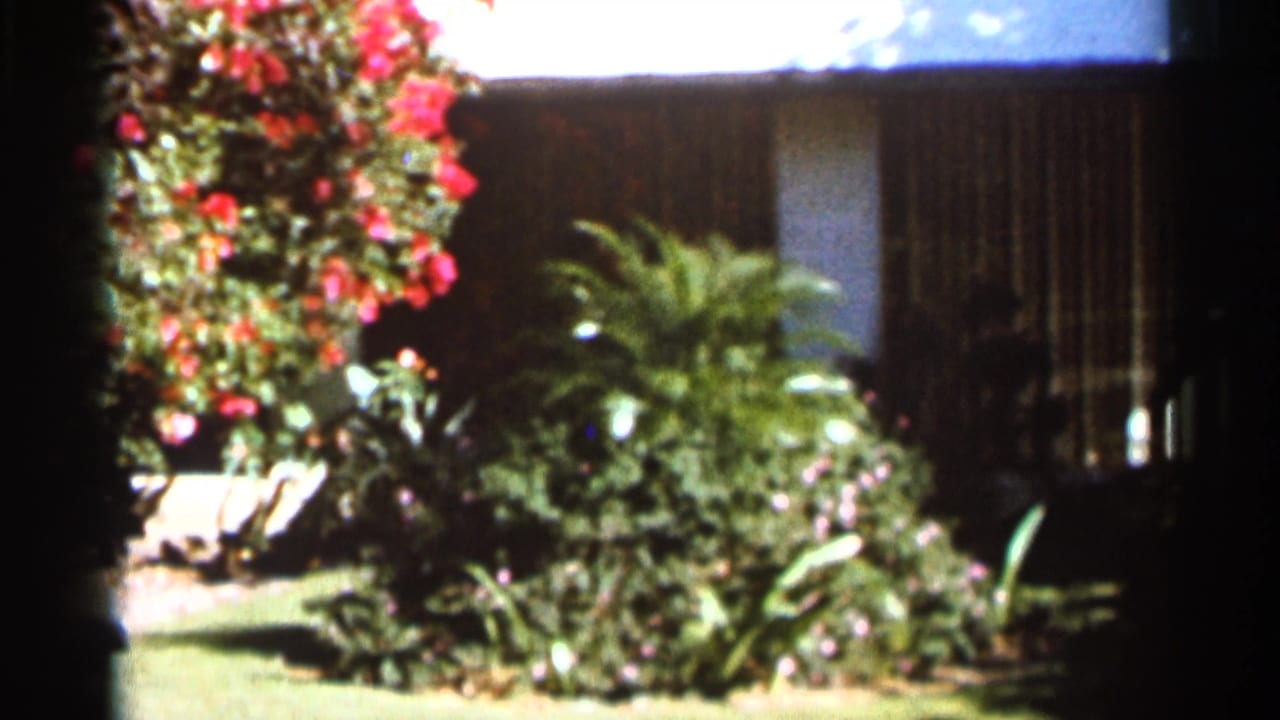 Sunlit house exterior behind a lawn and tropical garden plants.