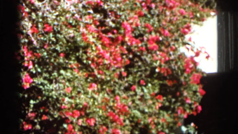 Close 8mm view of bright red bougainvillea and green foliage, consistent with the Florida garden setting.