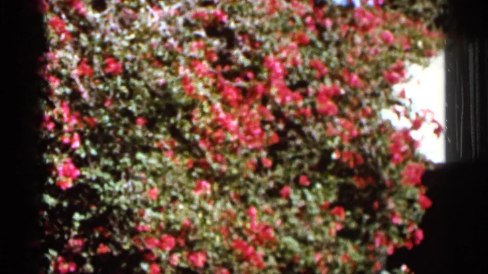 Another close view of red bougainvillea in the 1966 Florida garden, with leaves, blooms, and a bright building edge.