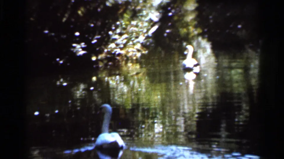Florida home-movie pond view with two swans on reflective shaded water, filmed in soft 8mm color.