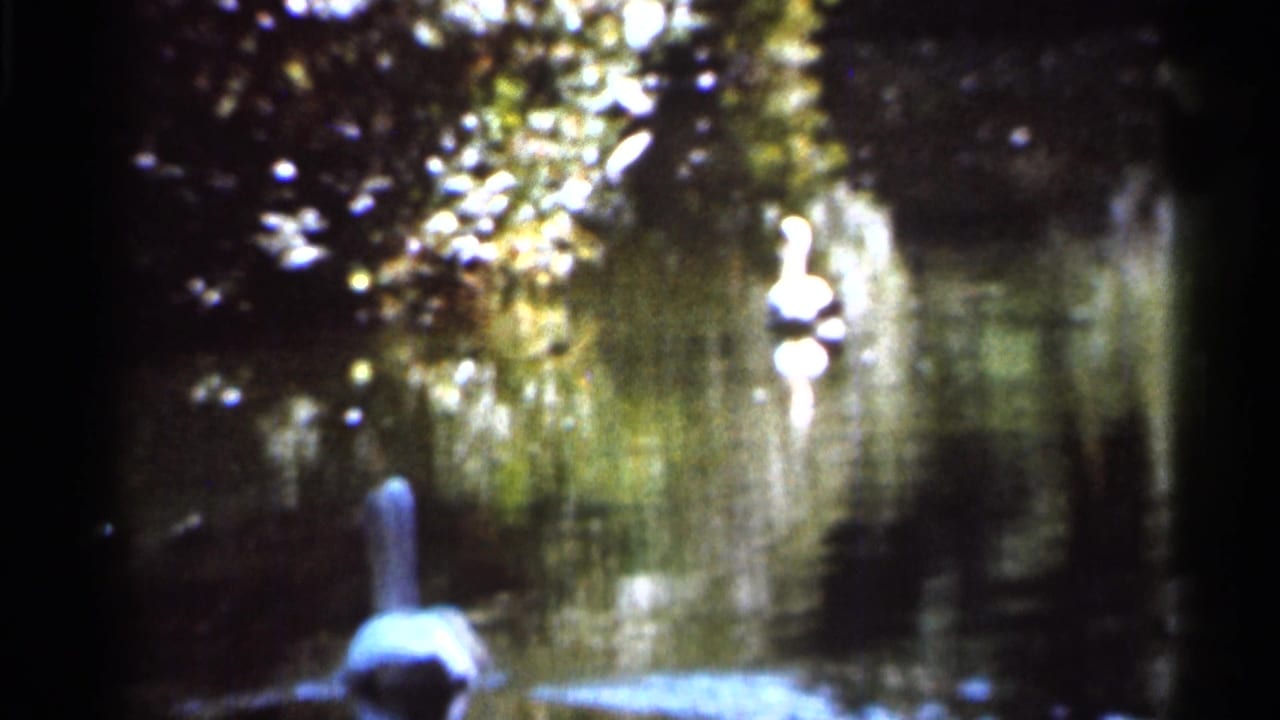 White swan swimming on a shaded lake with trees and bright foliage beyond the water.