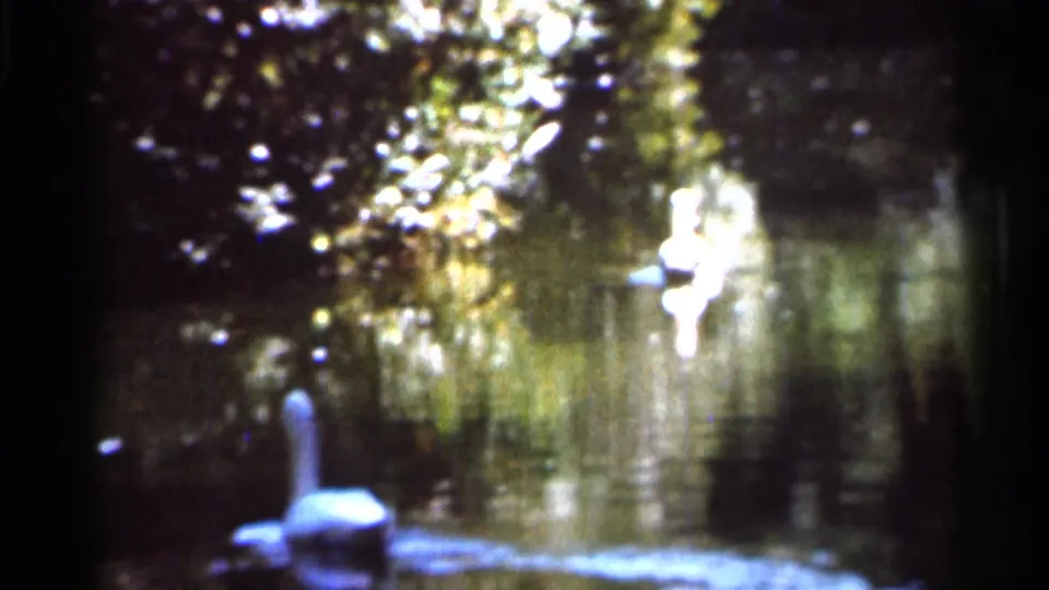 1966 Florida home-movie frame showing a white swan on calm water, backed by trees, reflections, and bright patches of shoreline light.