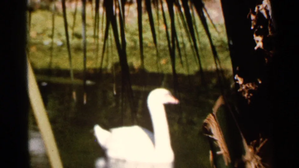1966 Florida home-movie frame showing a white swan gliding on pond water near hanging vegetation and a dark tree trunk.