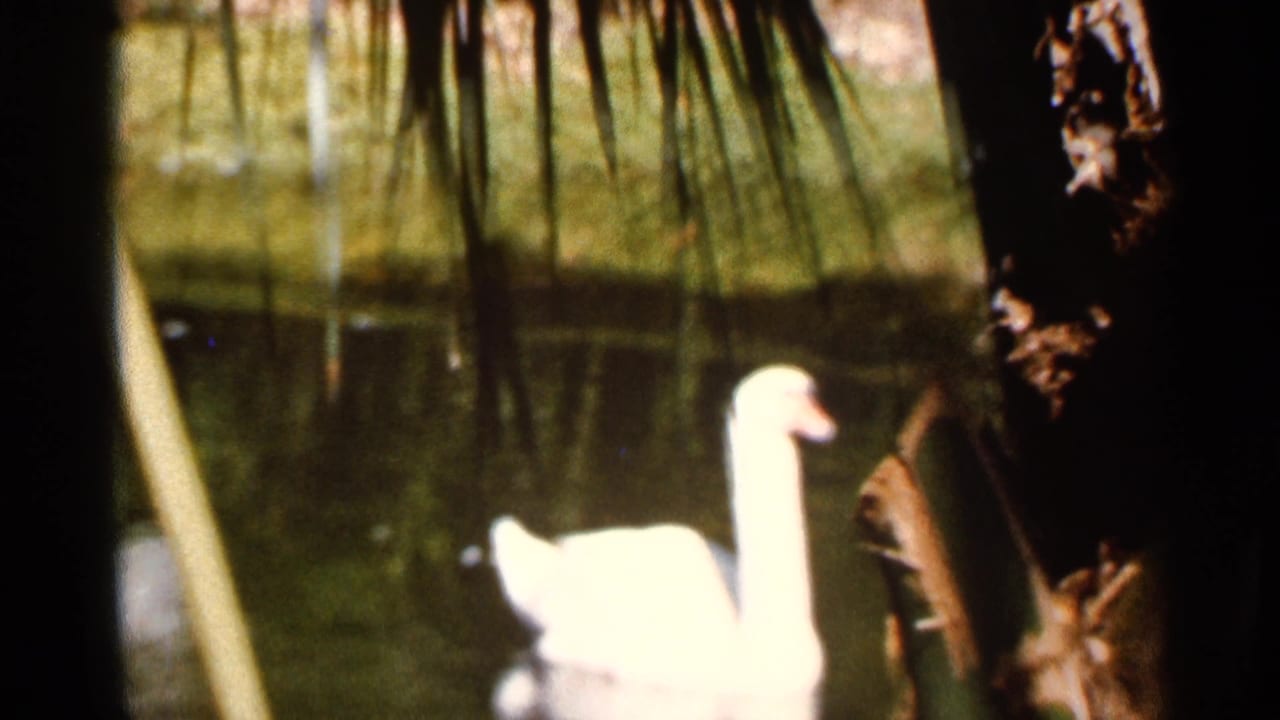 White swan on dark pond water near hanging reeds and foliage.