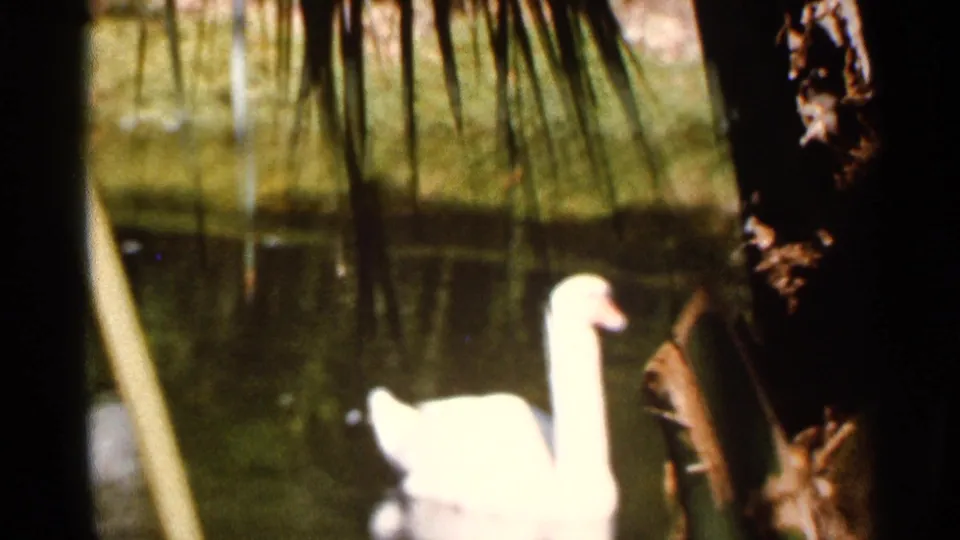 1966 Florida 8mm frame showing a white swan swimming on a shaded pond beside reeds and dark plant growth.