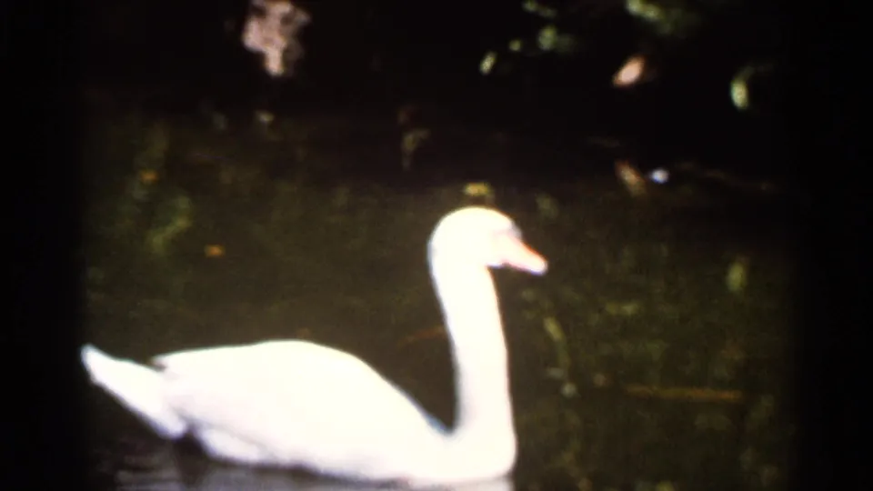 1966 Florida home-movie frame of a white swan gliding through dark pond water under soft, faded color.