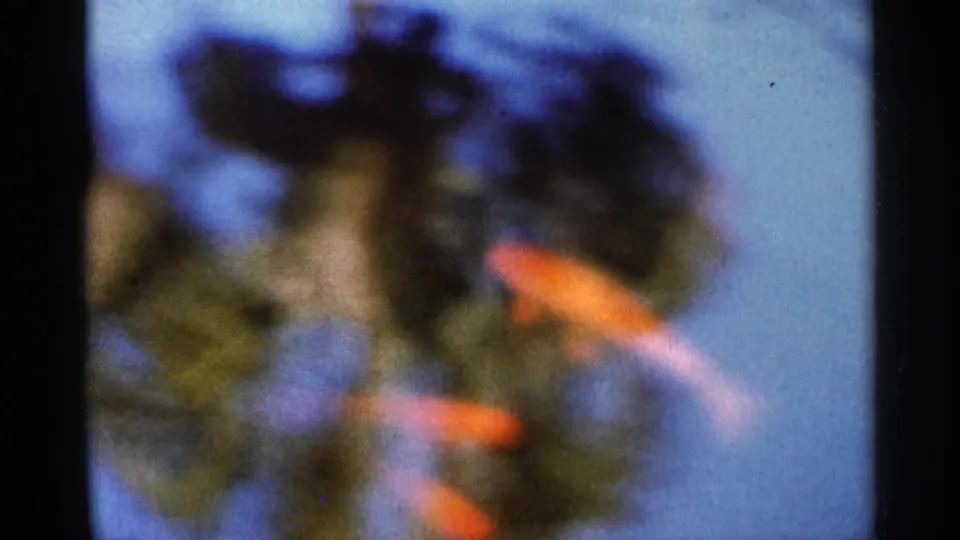 1966 Florida 8mm frame showing orange fish beneath the pond surface, with soft focus and blue underwater haze.