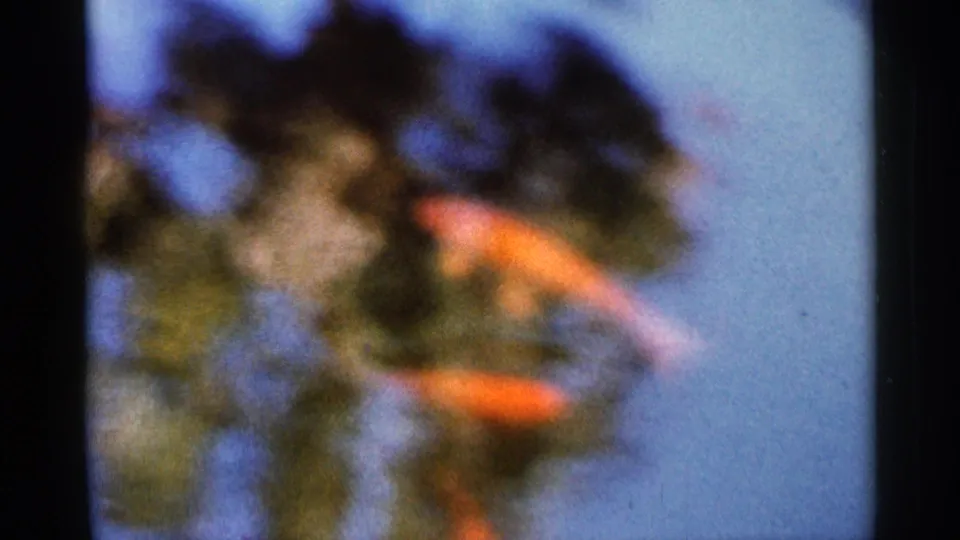 1966 Florida home-movie frame of orange fish moving through blue pond water beneath blurred foliage shapes.