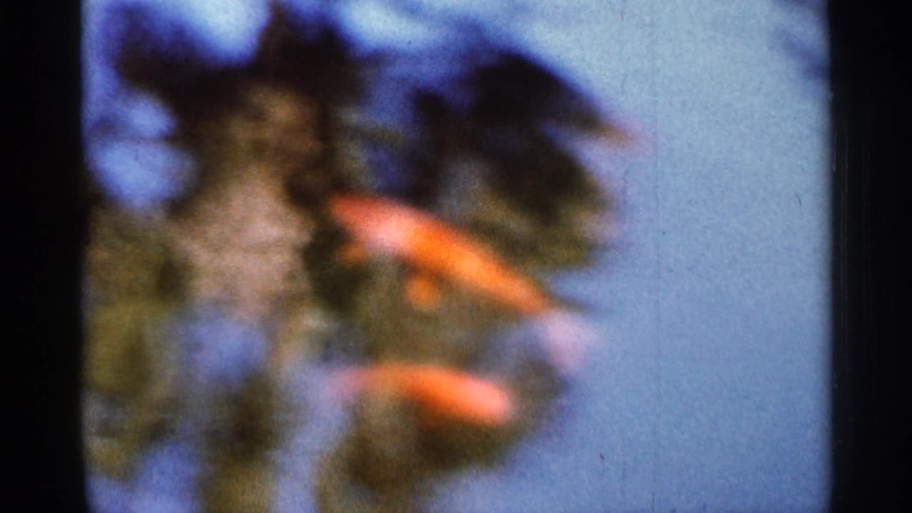 Soft 1966 Florida 8mm frame showing orange fish moving through water, with foliage and reflections blurred by focus and film grain.
