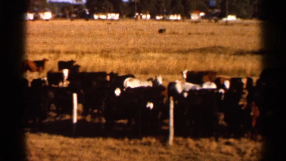 1966 Florida 8mm frame showing cattle gathered in a golden pasture, with fence posts and bright sunlight across the field.