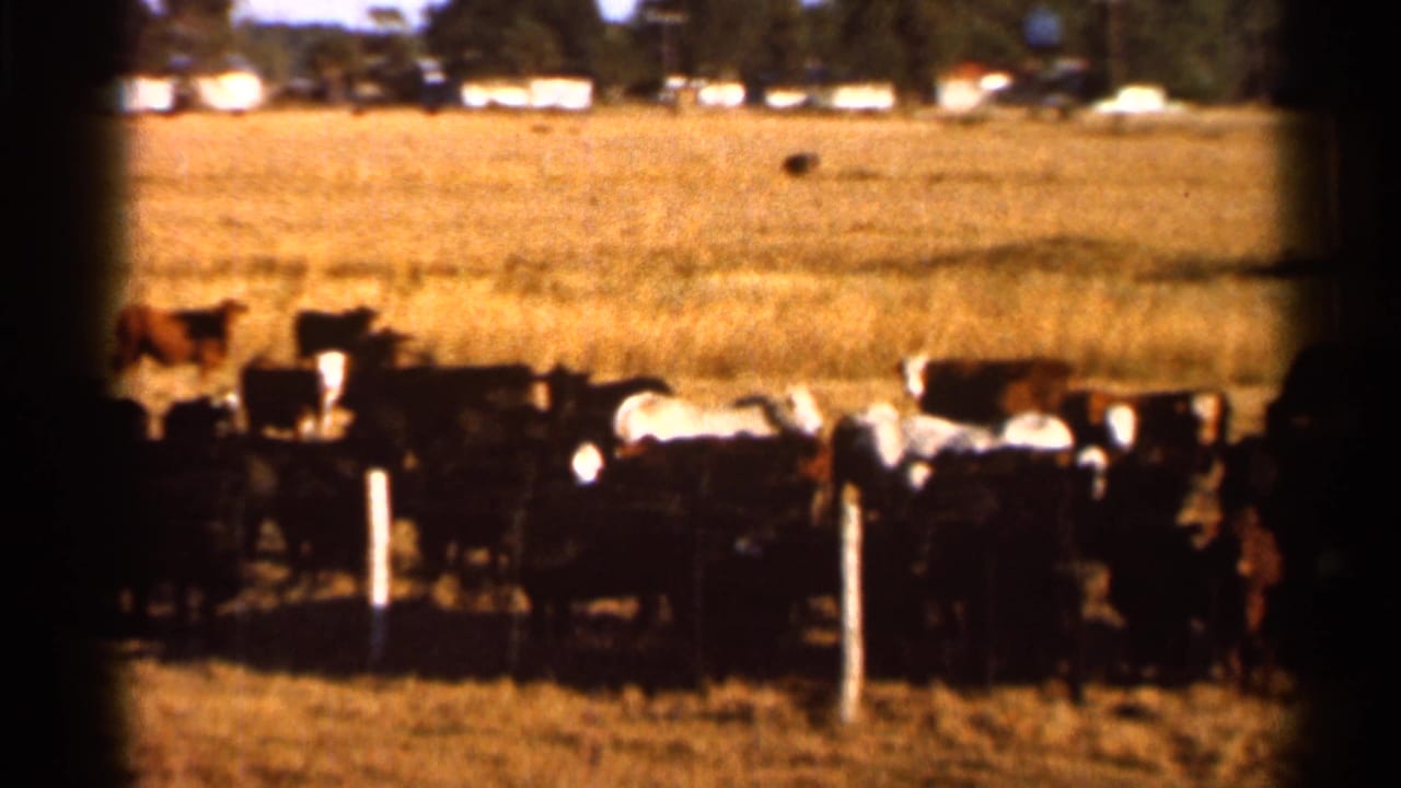 Cattle gathered near fence posts in a dry sunlit field.