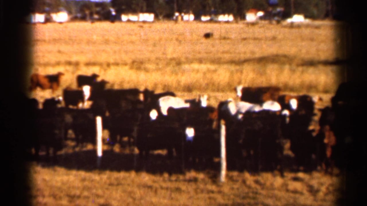 1966 Florida home-movie frame of cattle in a dry field, with a brown cow set farther back and pale structures beyond the pasture.