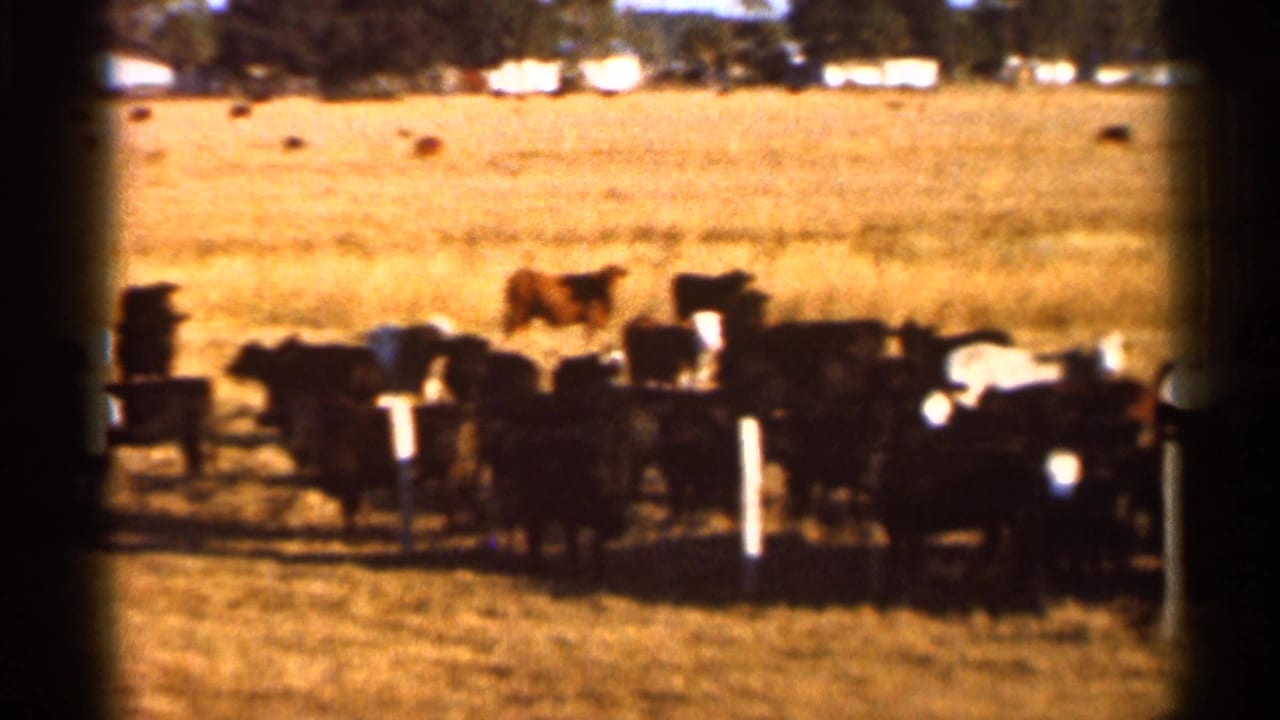 Soft 8mm frame from 1966 Florida showing cattle gathered low in the frame against a broad golden pasture and distant tree line.