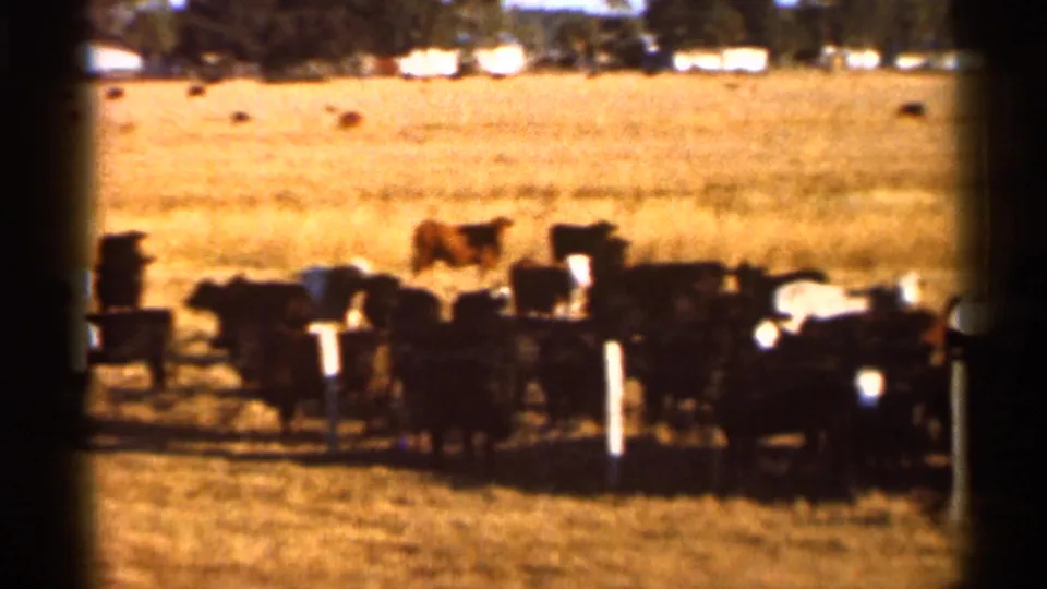Soft 8mm frame from 1966 Florida showing cattle gathered low in the frame against a broad golden pasture and distant tree line.