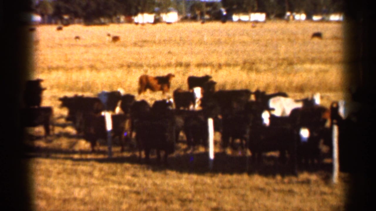 1966 Florida 8mm frame showing cattle gathered near a simple fence, with dry pasture, a brown cow behind them, and trees in the distance.