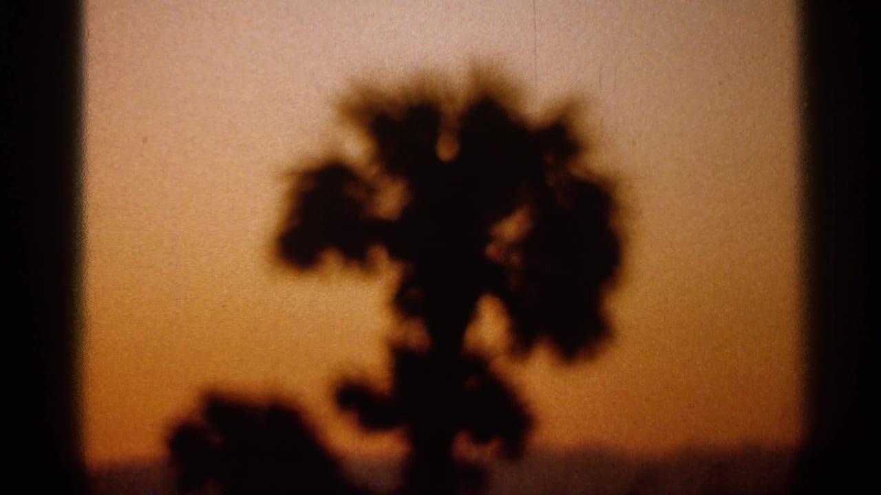 Soft palm silhouette against a warm orange sunset sky.