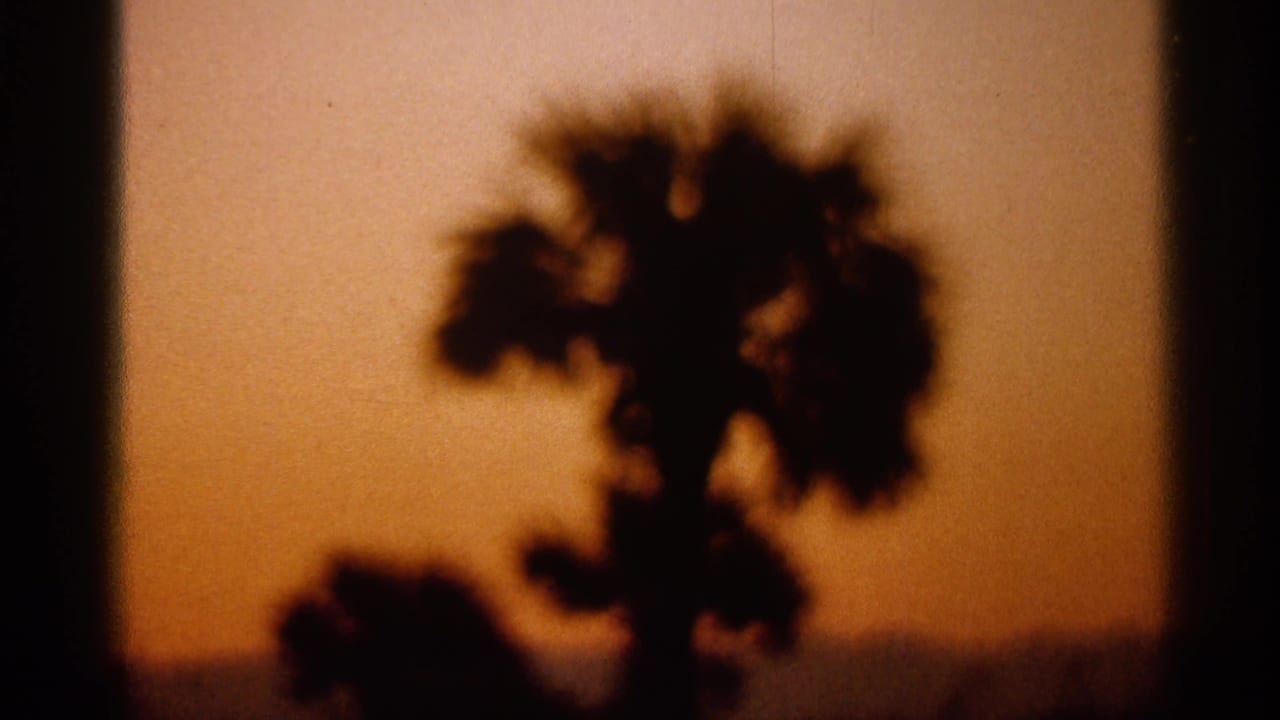 1966 Florida home-movie frame showing a dark palm silhouette through warm sunset light and soft 8mm grain.