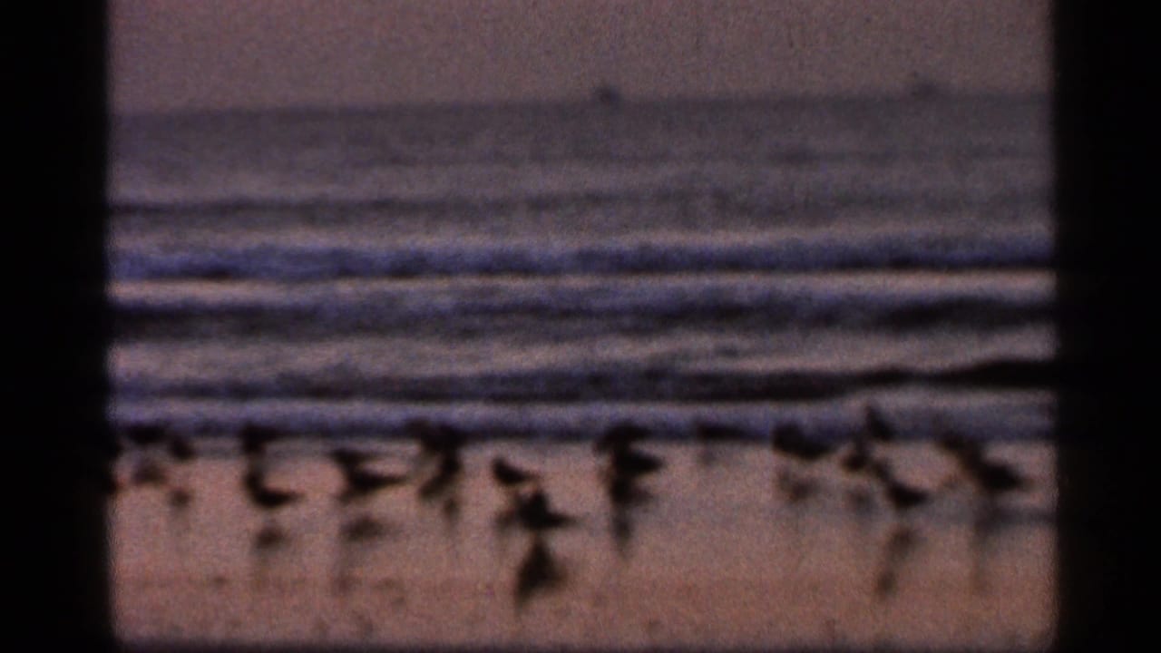 Soft 8mm view of birds on a beach with ocean waves beyond.