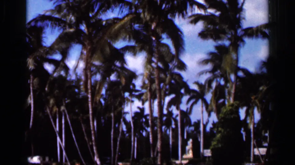 1966 Florida 8mm frame showing tall palm trees silhouetted against a bright blue sky with sunlit foliage below.
