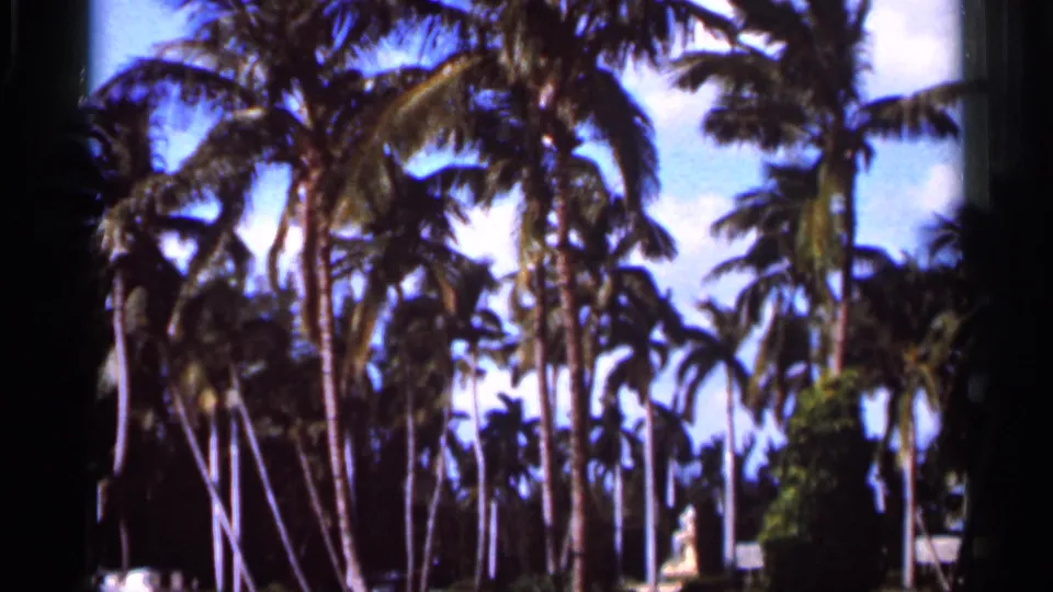 1966 Florida 8mm frame of palm trees and tropical foliage under blue sky, with darkened film edges from the scan.