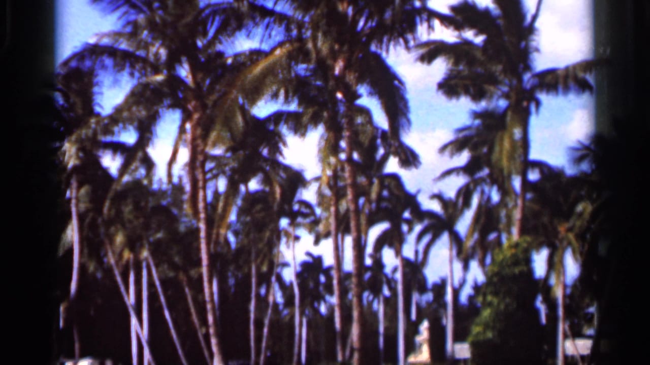 Tall palm trees against blue sky and white clouds.
