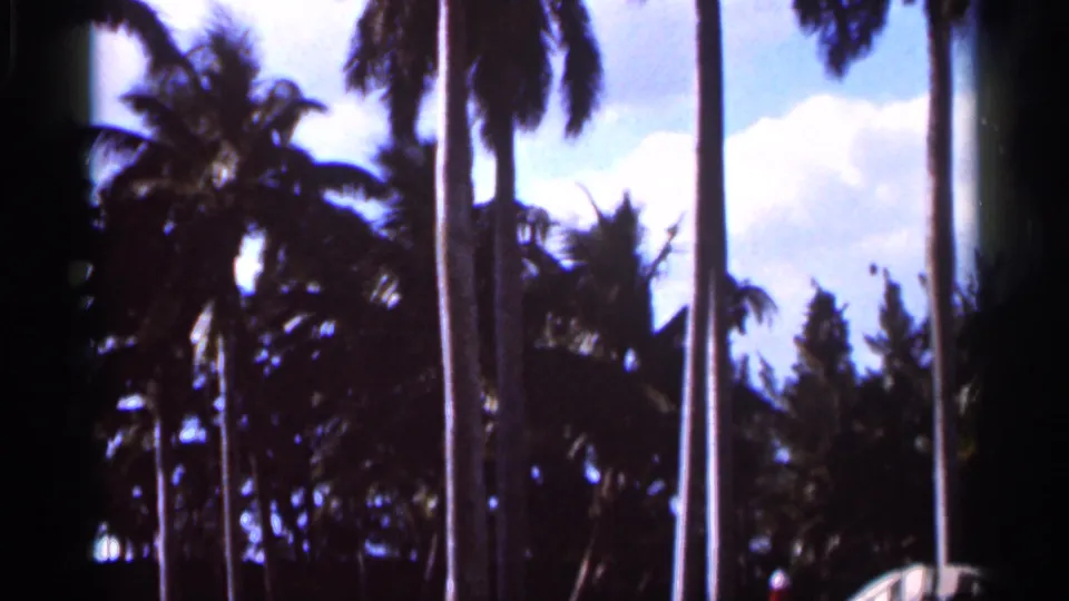 1966 Florida home-movie frame with dark palm fronds, slender trunks, and patches of blue sky and cloud.