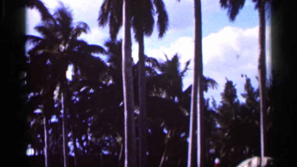 1966 Florida 8mm frame showing clustered palms, deep foliage shadows, blue sky, and a white cloud bank.