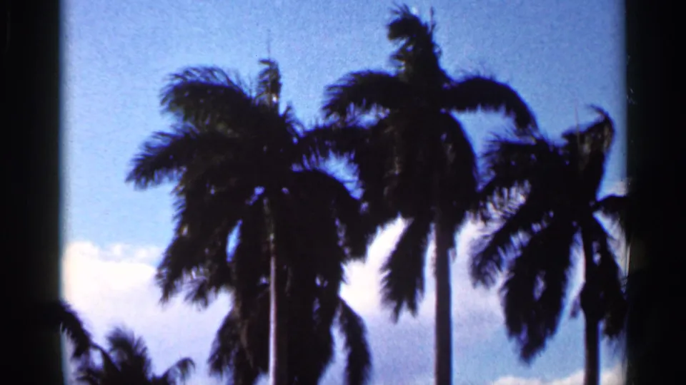 1966 Florida home-movie frame with palm crowns and fronds silhouetted against open blue sky and bright clouds.