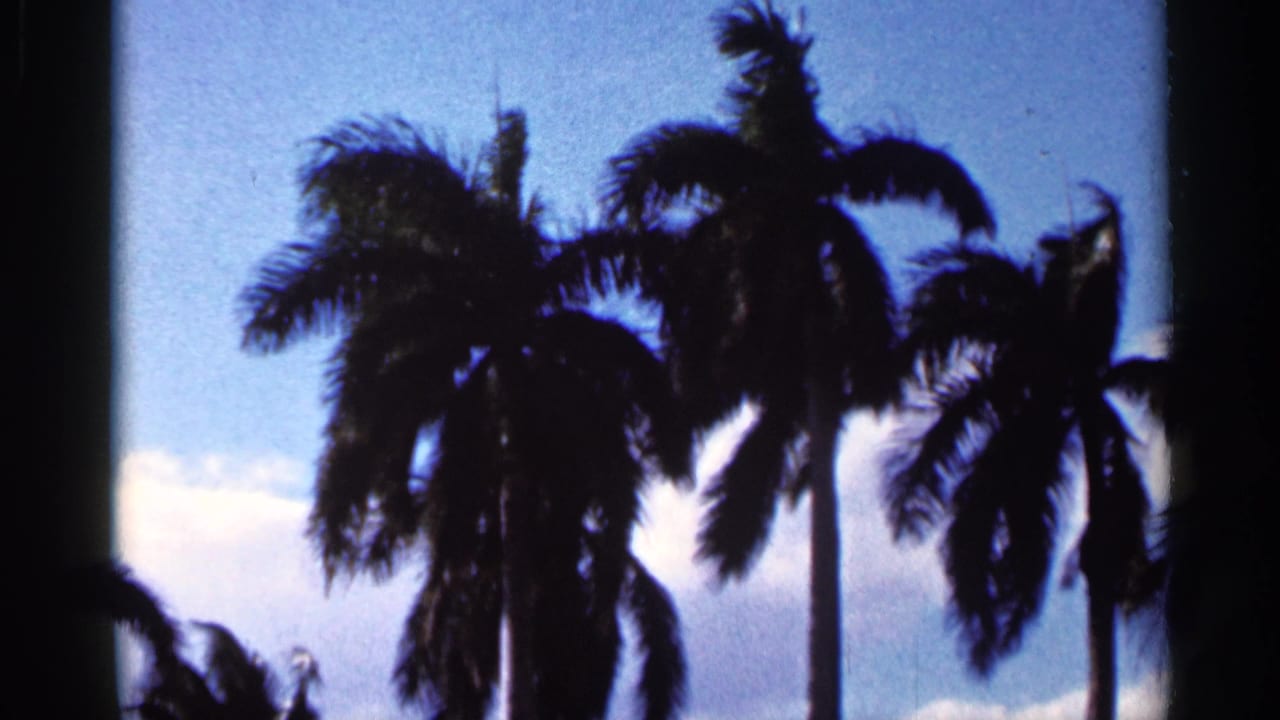 Dark palm trees silhouetted against blue sky and clouds.