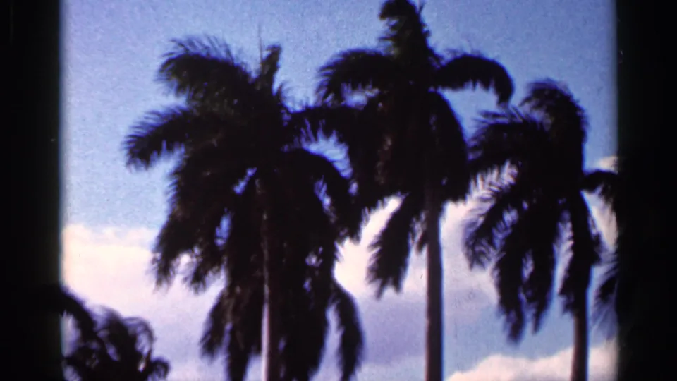 1966 Florida home-movie frame with dark palm crowns and trunks set against blue sky and light clouds.