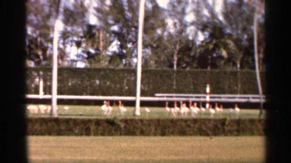 1966 Florida 8mm frame showing flamingos on grass near a low hedge, white poles, and background trees.