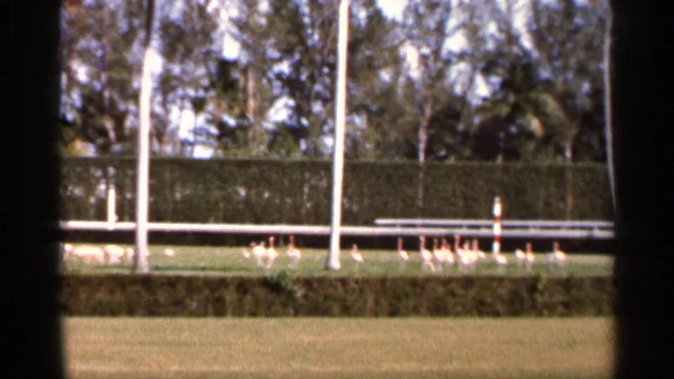 1966 Florida home-movie frame with flamingos clustered on a lawn, framed by white poles, hedge, and trees.