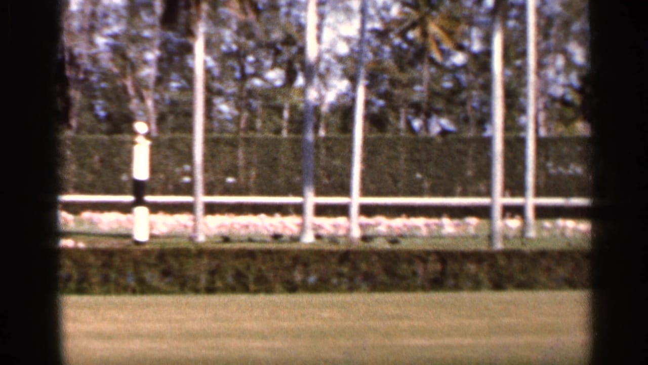 1966 Florida home-movie frame showing a lawn, hedge, low fence, white birds, vertical poles, and trees in soft 8mm color.