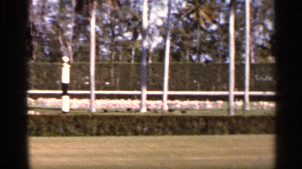 1966 Florida home-movie frame showing a lawn, hedge, low fence, white birds, vertical poles, and trees in soft 8mm color.