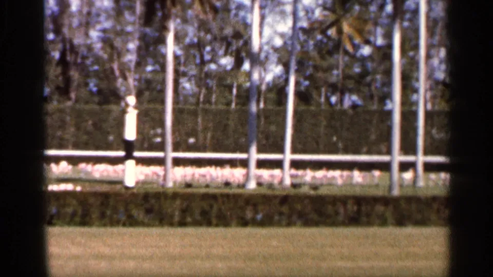 1966 Florida outdoor view with white birds moving near a low fence behind a clipped hedge and lawn.