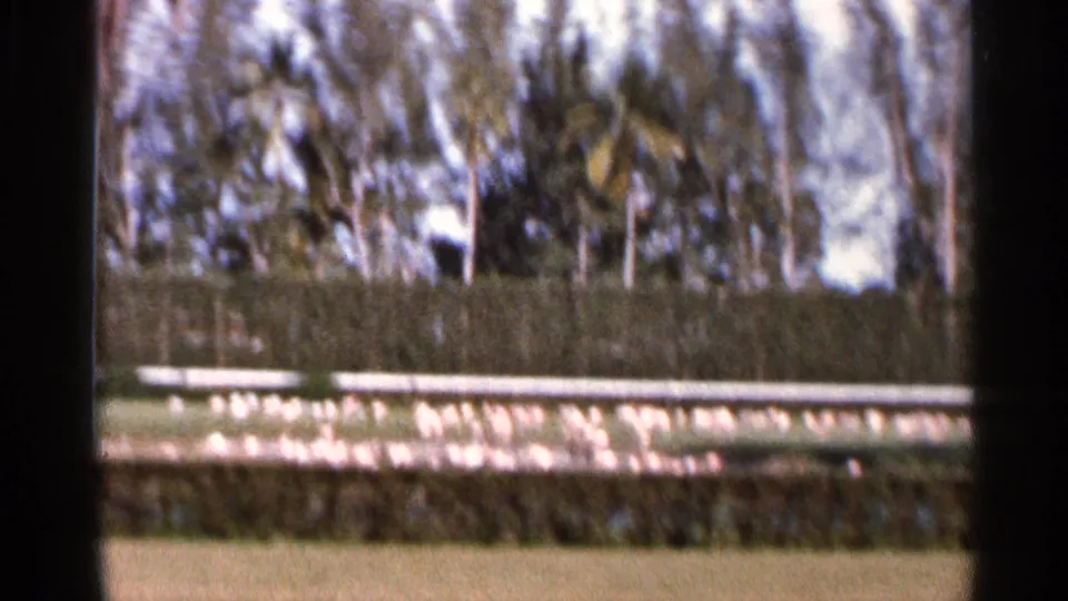 Soft 8mm frame of a Florida lawn and hedge with white birds along a fence, backed by trees and poles.