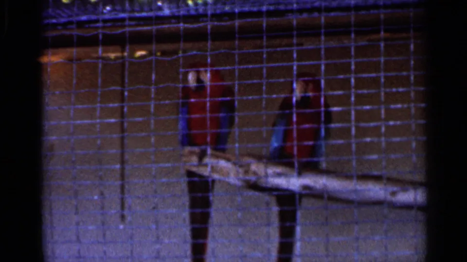 Two red-and-blue parrots perch on a branch inside a wire enclosure, filmed through the mesh in 1966 Florida home-movie footage.