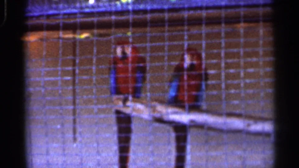The 8mm frame shows two red-and-blue parrots on a branch behind wire mesh, with soft focus and saturated color.