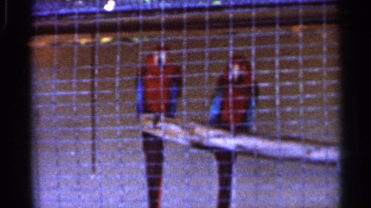 Two red-and-blue parrots perch inside a wire cage beside a wooden branch.