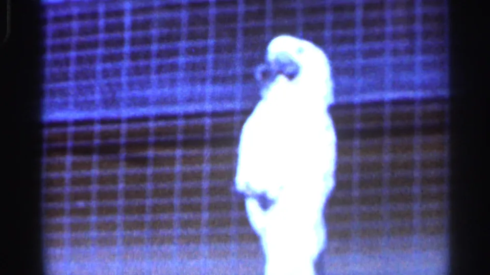 1966 Florida 8mm frame of a white cockatoo standing alert behind the grid of a cage.