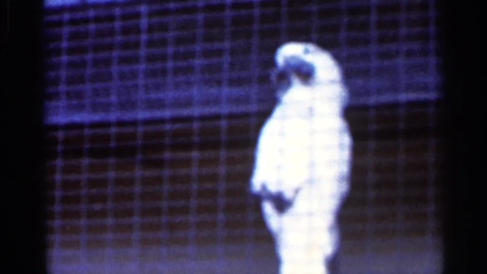 1966 Florida home-movie frame showing a white cockatoo perched inside a blue-tinted wire cage.