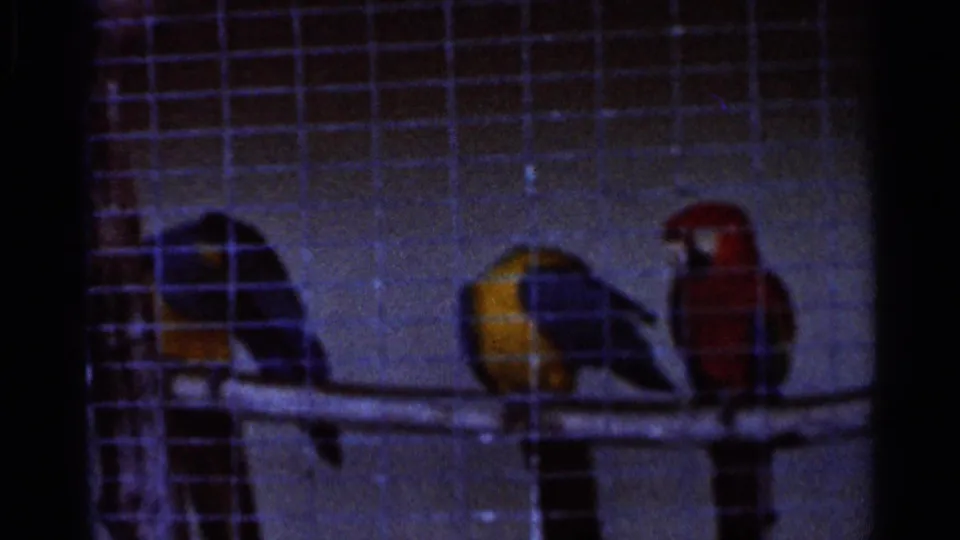 1966 Florida 8mm frame with three caged parrots, including red and yellow-blue birds, lined along a wooden perch.