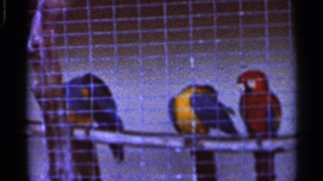 1966 Florida 8mm frame showing three colorful parrots perched on a branch inside a wire cage, with soft focus and blue film cast.