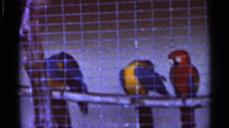 1966 Florida 8mm frame showing three colorful parrots perched on a branch inside a wire cage, with soft focus and blue film cast.