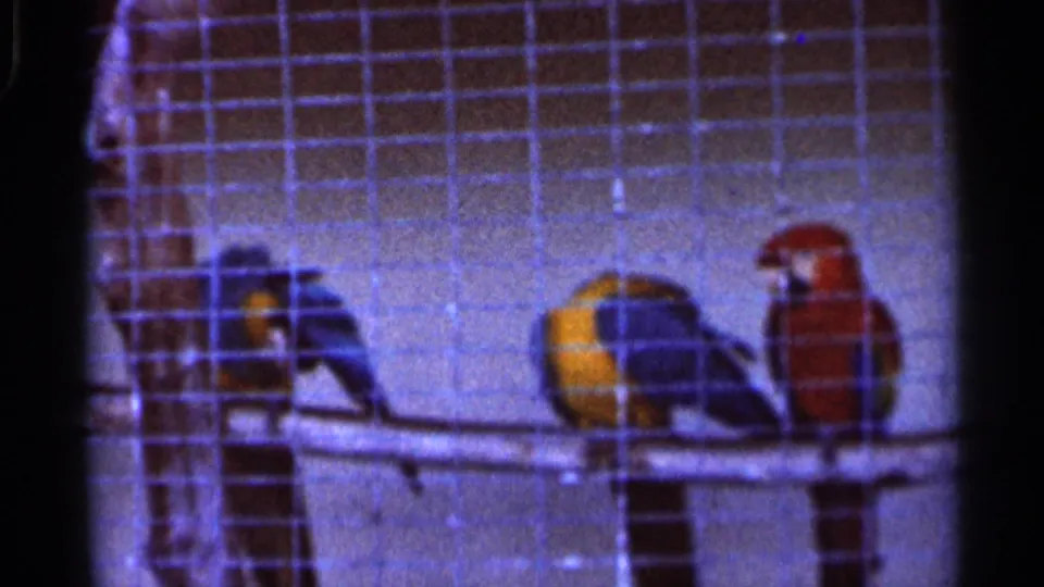 1966 Florida 8mm frame of parrots on a cage perch, including blue, yellow, and red birds behind visible wire mesh.